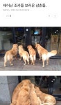 태어난 조카들 보러온 삼촌들. | 개와 고양이, 귀여운 강아지 사진, 아기 동물