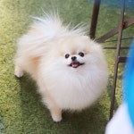 열두몽이시스타즈🐶🐻🦁🐹🐰 (@hugbears) • Instagram photos and videos in 2020 | Photo... 