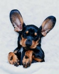 Dachshund | 동물