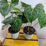 안시리움 클라리네비움(사진발송)(Anthurium andraeaeanum) - 공기정화식물(air purifying plants)