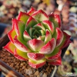 (1683)사라보니슈퍼클론(E. Superclone) - 다육식물(Succulents)