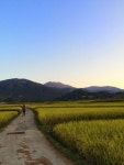 The Damyang House.  Rice paddies.  Mudeung National Park. | 한국
