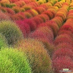 댑싸리(중품) 5치화분 홍댑싸리 홍싸리 개인정원 - 야생화(Wild Flower)