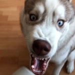 #샤인이의일상 #허스키 #husky #시베리안허스키 #huskypuppy #강아지 #애견인 #애견인맞팔 #애견인소통 #dog #dogstagram... 