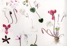 Flowers Gallery — Botanical Artist & Illustrator, Learn to draw Art Books, Art Supplies, Workshops | 색연필