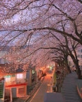 Busan 개금동, South Korea. 🌸 - 2023 | 야외 캠핑