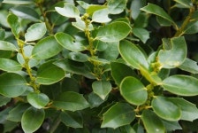 식물명 : 완도호랑가시나무 학 명 : Ilex wandoensis C. F. Miller 원산지 : 한국 다년생 - Perennial 기타 : 상록수 - evergreen plants... 