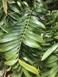 Pin by 정화 한 on green in 2024 | Plant leaves, Plants, Green
