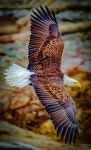 서울본부성공매니아(한종연) | İMAGE에 관한 71개의 최상의 Pinterest 이미지 | 말, 자연 및 Islamic quotes İMAGE