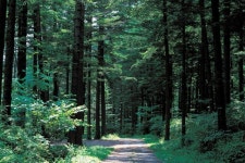 “싱그러운 초록빛 볼 수 있는 한적한 산책길 여기 있어요”… 6월... 있는 한적한 산책길 여기 있어요”… 6월 가볼 만한 국내 여행지 3곳 in 2024