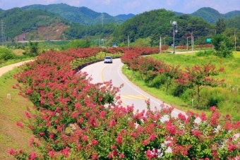 꽃길 이미지