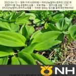 2022-04-1243000원 · 지리산농협하나로마트-22년 햇 생명이나물 2kg 로컬푸드상품