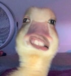 어? 뭐야! 이~씨✘!!에 있는 사라님의 핀 | 웃긴 밈, 재미있는 이모티콘, 웃긴