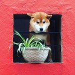 Dogs에 있는 mudra Sufiya 02님의 핀