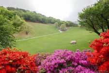 꽃이 만발한 월명동 잔디밭