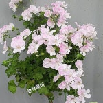 콴탁메이(제라늄)외목대용(Pelargonium(Geranium)) - 관엽식물(Foliage)