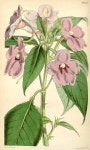 botanical prints에 있는 Sunju Choe님의 핀