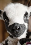 farm에 관한 17개의 최상의 Pinterest 이미지 | 농장 동물, 웃긴 동물 및 아기 염소 farm
