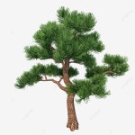 작은 소나무, 나무, 소나무, 공장 PNG 일러스트 및 PSD 이미지 무료 다운로드 - Pngtree