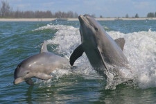 Pin de animal king en 돌고래 | Animales acuáticos, Delfines