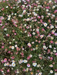 Flowers (꽃) Flowers (꽃) | Floral wallpaper, Flowers, Phone wallpaper