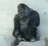 Pin by 진환 전 on GORILLAS | Gorilla, Silverback gorilla, Great ape
