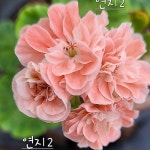 연지2 한국제라늄 동일품발송(Pelargonium(Geranium)) - 공기정화식물(air purifying plants)