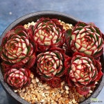 중품 엘샤 자연군생 1(E. Elsa) - 다육식물(Succulents) 중품 엘샤 자연군생 1(E. Elsa) - 다육식물(Succulents) | Rare succulents... 