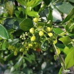 [성심꽃농원] 오렌지자스민_대품_398 - 관엽식물(Foliage)
