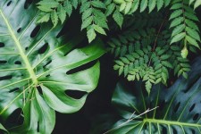 Monstera and other plants native to Hawaii. Download this photo by Jackie DiLorenzo on Unsplash | Plant images, Plants, Plant... 