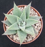 Plantas에 관한 17개의 최상의 Pinterest 이미지 | 다육 식물, 꽃꽂이 및 Cactus terrarium Plantas