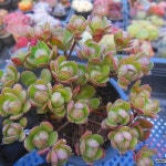 아도데스 5/13-136(Aeonium Adodes) - 다육식물(Succulent) 아도데스 5/13-136(Aeonium Adodes) - 다육식물(Succulent) in 2024
