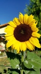 my garden에 있는 Brenda Moore님의 핀