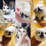 #동물보호법개정#강아지공장반대#강아지농장반대#생명은소중합니다 : 동물보호법 개정 요구 서명 부탁 드립니다.  검색 한번으로 조회... 