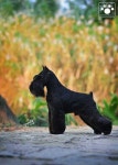 Pin by 태연 김 on 미용 in 2023 | Schnauzer grooming, Miniature schnauzer black, Black schnauzer