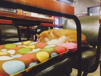 #자고있는 #별떡마스코트 #고양이 #냥이스타그램 #너무귀여워 #익산떡볶이 #별떡 | 고양이