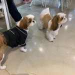 어디어디가 닮았나 #DDD애견카페 #위례신도시 #잠실 #분당 #판교 #세곡동 #송파애견카페 #분당애견카페 #잠실애견카페 #성남애견카페... 