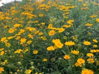 토담텃밭 Pin on 산 & 바다 nature | Plants, Garden