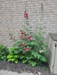 My garden에 있는 Brenda Ferguson님의 핀