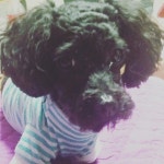 우리집 강아지 #까망이#푸들 | Animals, Dogs