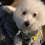 강아지#흰둥이#힌둥이#멍멍이#멍멍이그램 #멍멍이스타그램 #멍멍이일상 #귀여운짤 #귀여운강아지#하얀... in 2020 | Sleeping dogs, Dog lovers, Dogs