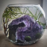 marimo에 관한 18개의 최상의 Pinterest 이미지 | 어항, 수생 식물원 및 식물 marimo