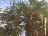 전남대학교 동물병원 입구 당종려나무 당종려 - Trachycarpus Fortunei | 야자수, 종려 나무, 입구