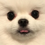 확대하곰 ❤️ - - #화이트포메 #포메라니안 #포메 #pom #pomeranian #멍스타그램 #일상 #다곰하네 #곰