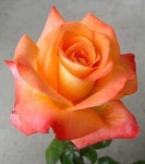 Google+ | 꽃 사진, 아름다운 꽃, 장미 꽃
