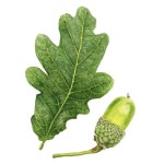 보태니컬 아트에 있는 BongAe Song님의 핀 | 떡갈 나무, 식물 그림, 색연필 그림