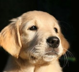 강아지 개 골든 리트리버 - Pixabay의 무료 사진 강아지 개 골든 리트리버 - Pixabay의 무료 사진 | Dogs golden retriever... 