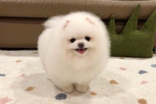 보리 (BORI) on Instagram: “. 목욕과 미용..🤣 클리어😇” in 2020 | Animals, Cute, Instagram