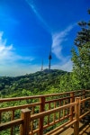 Namsan tower/ 남산 | 자연
