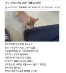 고양이의 보은